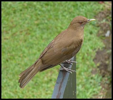 cr-clay-colored-robin
