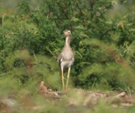 cr-double-striped-thick-knee-250210