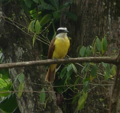 cr-great-kiskadee-240210