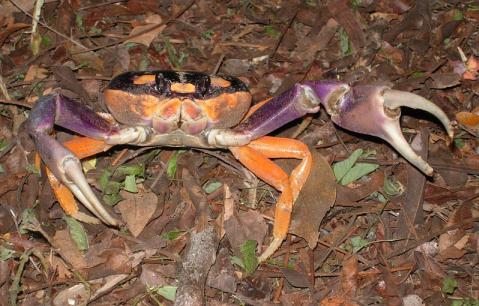 cr-harlequin-land-crab-230210