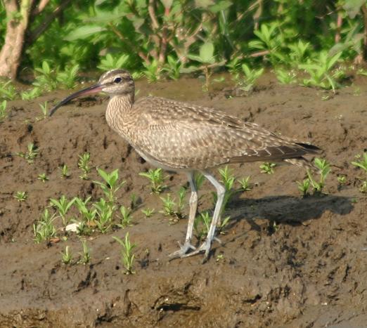 cr-hudsonian-whimbrel-250210
