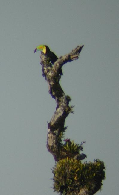 cr-keel-billed-toucan-220210