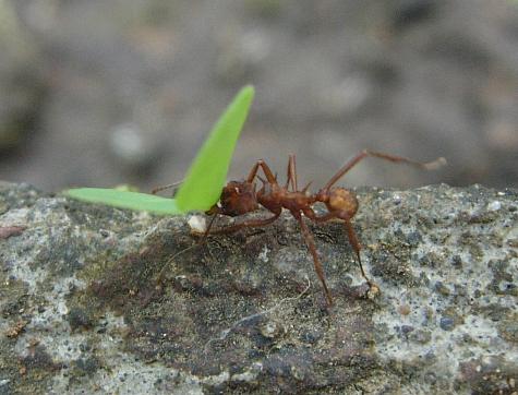 cr-leaf-cutter-ant-210210