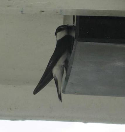 cr-mangrove-swallow-250210