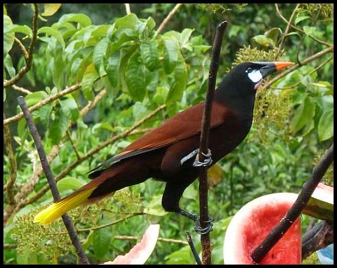 cr-montezuma-oropendola