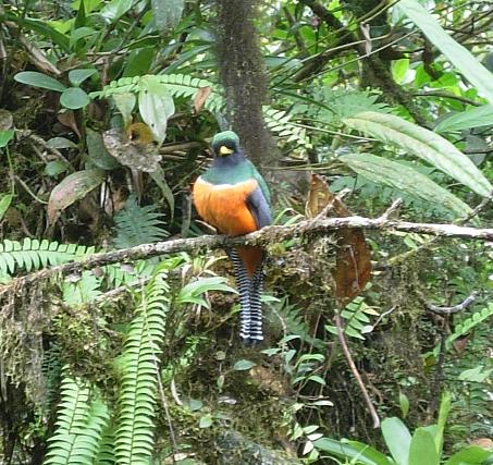 cr-orange-bellied-trogon-220210