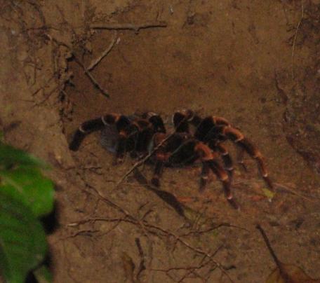 cr-orange-kneed-tarantula-220210