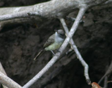 cr-panama-flycatcher-250210-record-shot