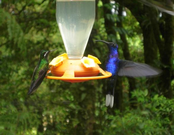 cr-purple-throated-mountain-gem-violet-sabrewing-200210