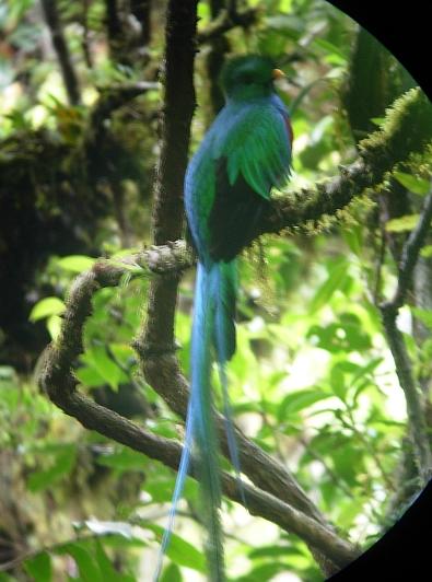 cr-resplendant-quetzal-210210