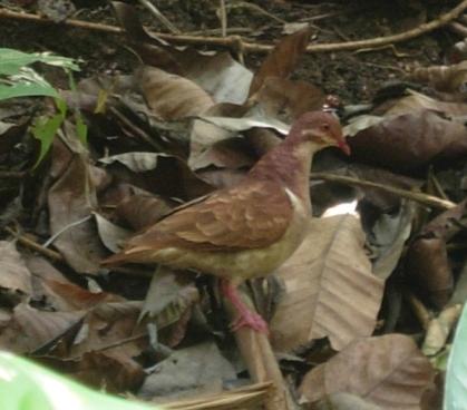 cr-ruddy-quail-dove-260210