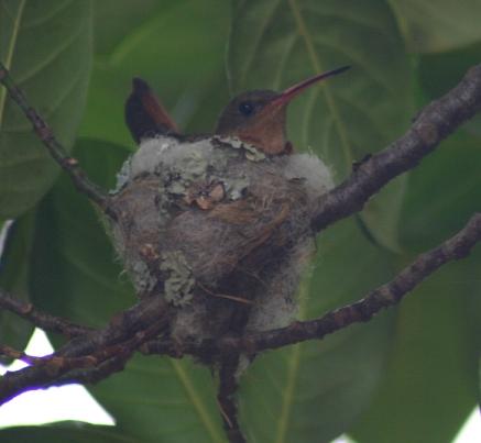 cr-rufous-tailed-hummingbird-on-the-nest-260210