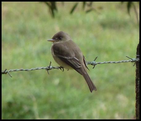 cr-tropical-pewee