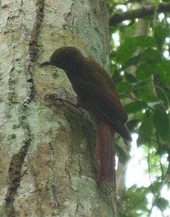 cr-wedge-billed-woodcreeper-250210
