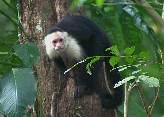 cr-white-faced-capuchin