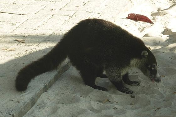 cr-white-nosed-coati-240210
