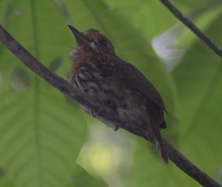 cr-white-whiskered-puffbird-250210