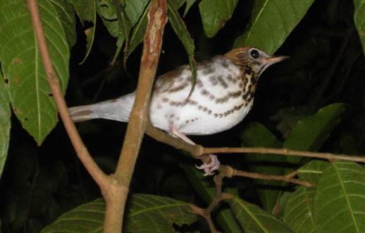 cr-wood-thrush-220210
