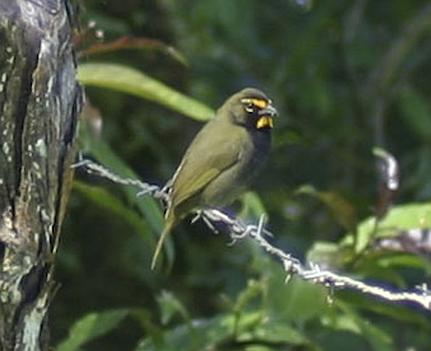 cr-yellow-faced-grassquit