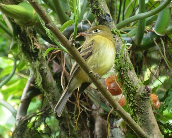 cr-yellowish-flycatcher-220210