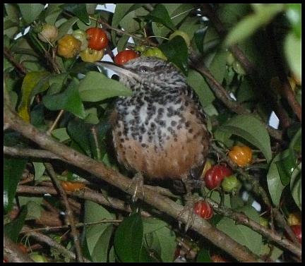 cr11-band-backed-wren