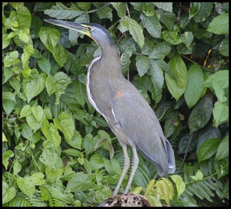 cr11-bare-throated-tiger-heron