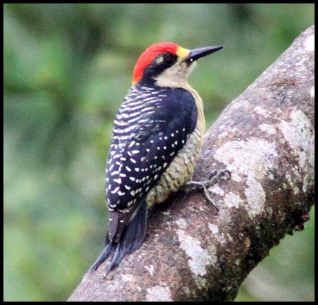 cr11-black-cheeked-woodpecker