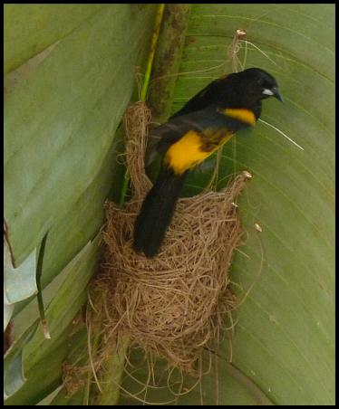 cr11-black-cowled-oriole