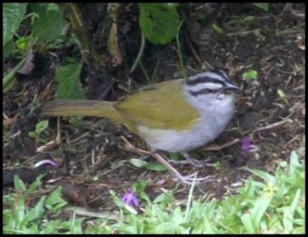 cr11-black-striped-sparrow