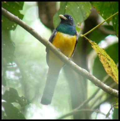 cr11-black-throated-trogon