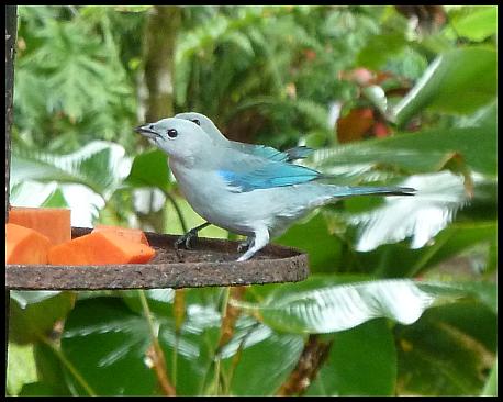 cr11-blue-gray-tanagers