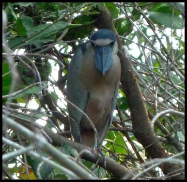 cr11-boat-billed-heron