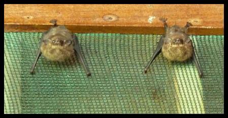 cr11-brazilian-long-nosed-bats