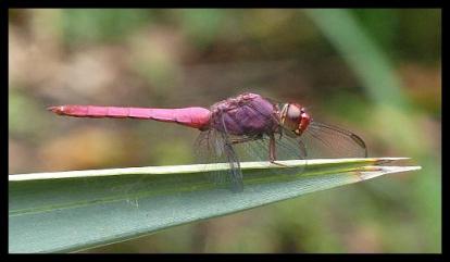 cr11-carmine-skimmer