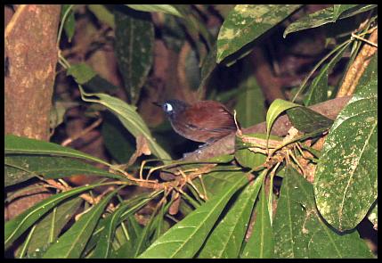 cr11-chestnut-backed-antbird