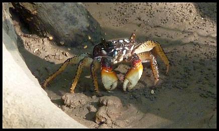 cr11-crab