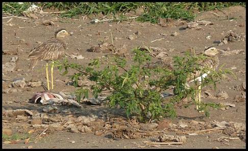 cr11-double-striped-thick-knees