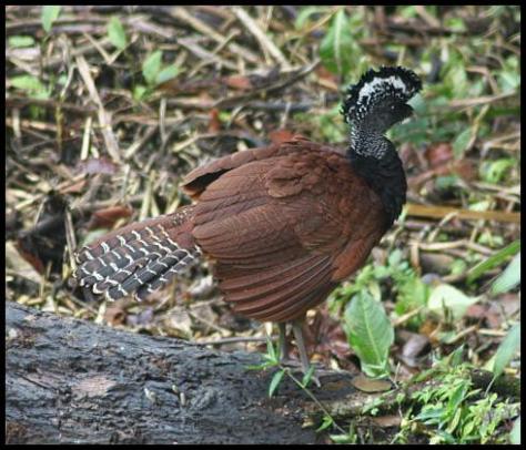 cr11-great-curassow
