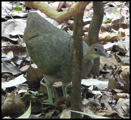 cr11-great-tinamou