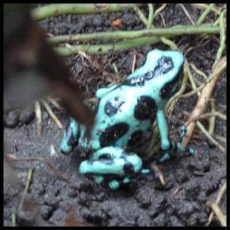 cr11-green-and-black-poison-arrow-frog
