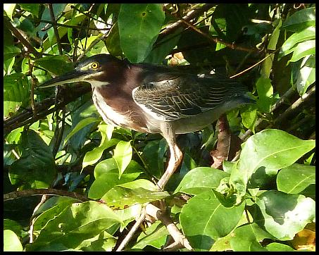 cr11-green-heron
