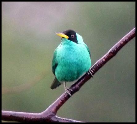 cr11-green-honeycreeper