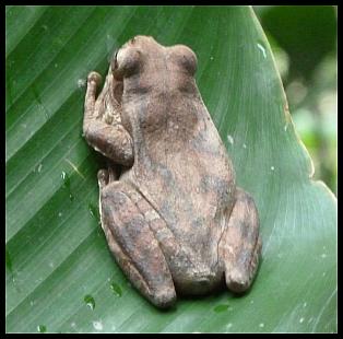 cr11-mexican-tree-frog