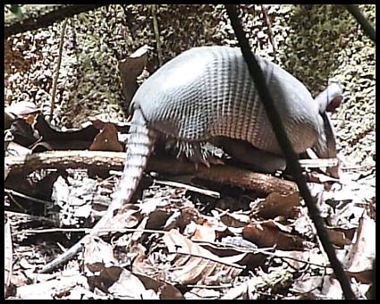 cr11-nine-banded-armadillo