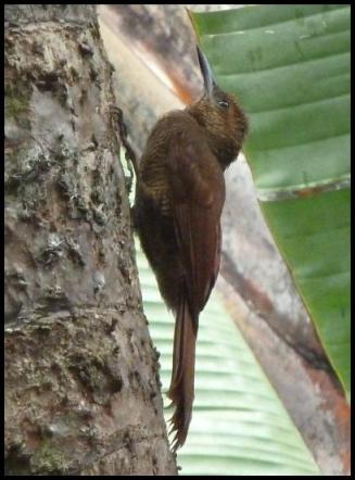 cr11-northern-barred-woodcreeper