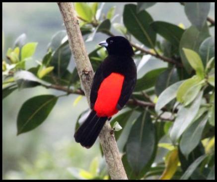 cr11-passerinis-tanager