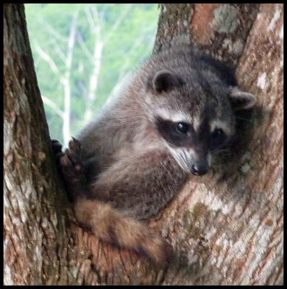 cr11-raccoon