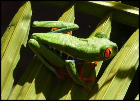 cr11-red-eyed-tree-frog