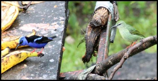 cr11-red-legged-honeycreepers