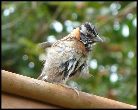 cr11-rufous-collared-sparrow